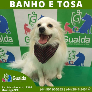 Serviço de banho e tosa