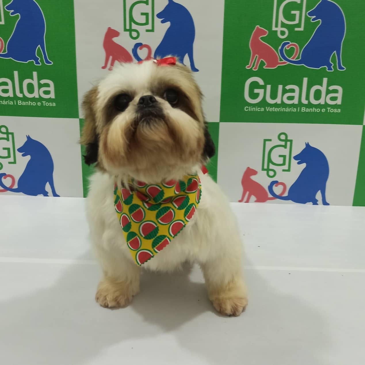 Cachorro no banho e tosa